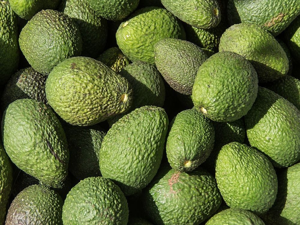 Colombia incrementa ventas de aguacate Hass en China y Japón