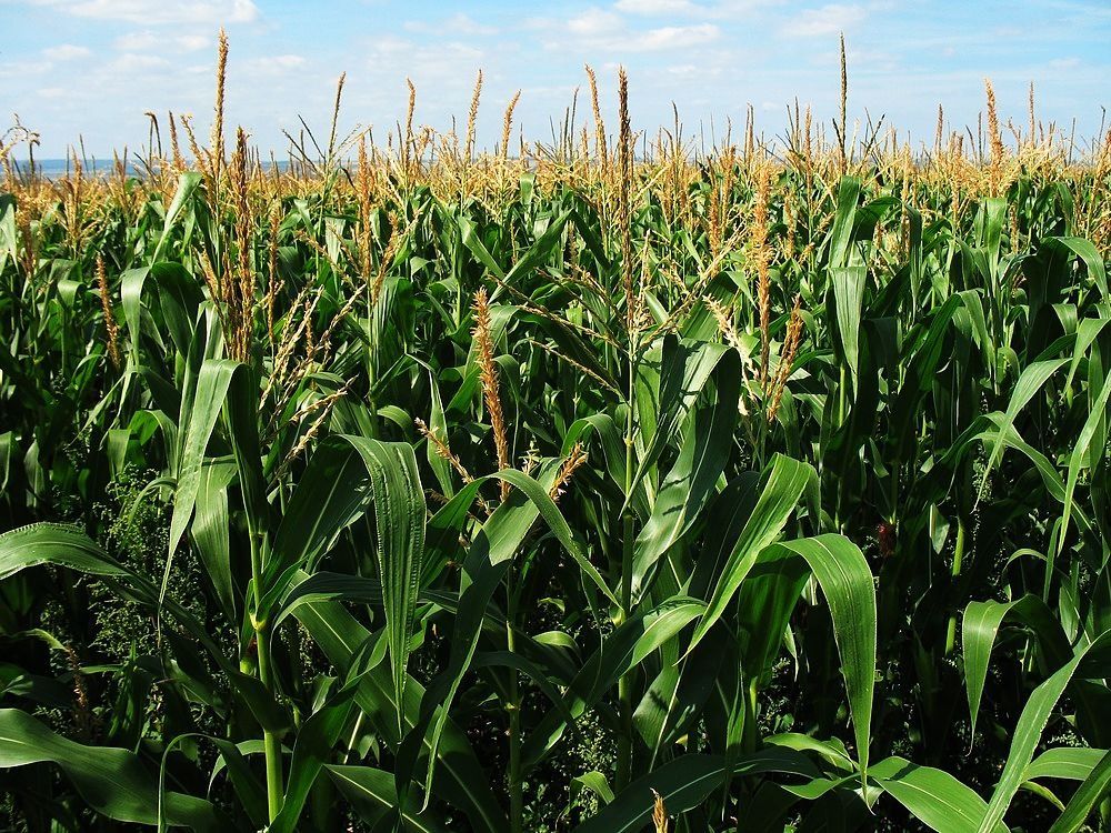 Definidas fechas para cultivar maíz y sorgo en el Tolima durante el segundo semestre de 2020