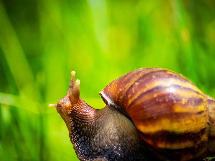 Alerta sobre la presencia de caracol africano en 30 municipios de Cundinamarca