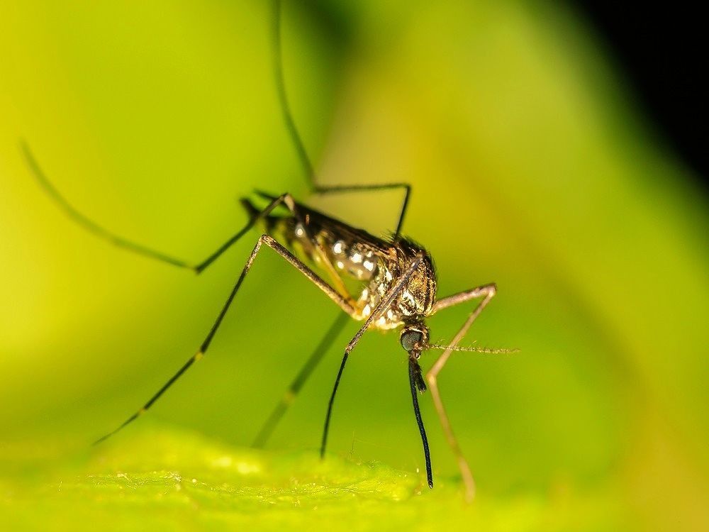 Millones de mosquitos modificados genéticamente pueden ser la solución en poblaciones endémicas en dengue como Girardot