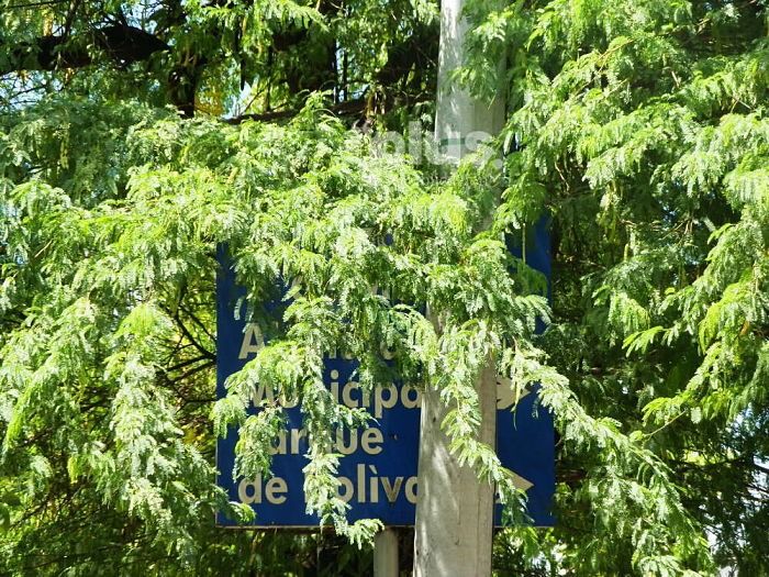Entregar en concesión a 20 años la Secretaría de Tránsito de Girardot propondría el alcalde Francisco Lozano al Concejo municipal