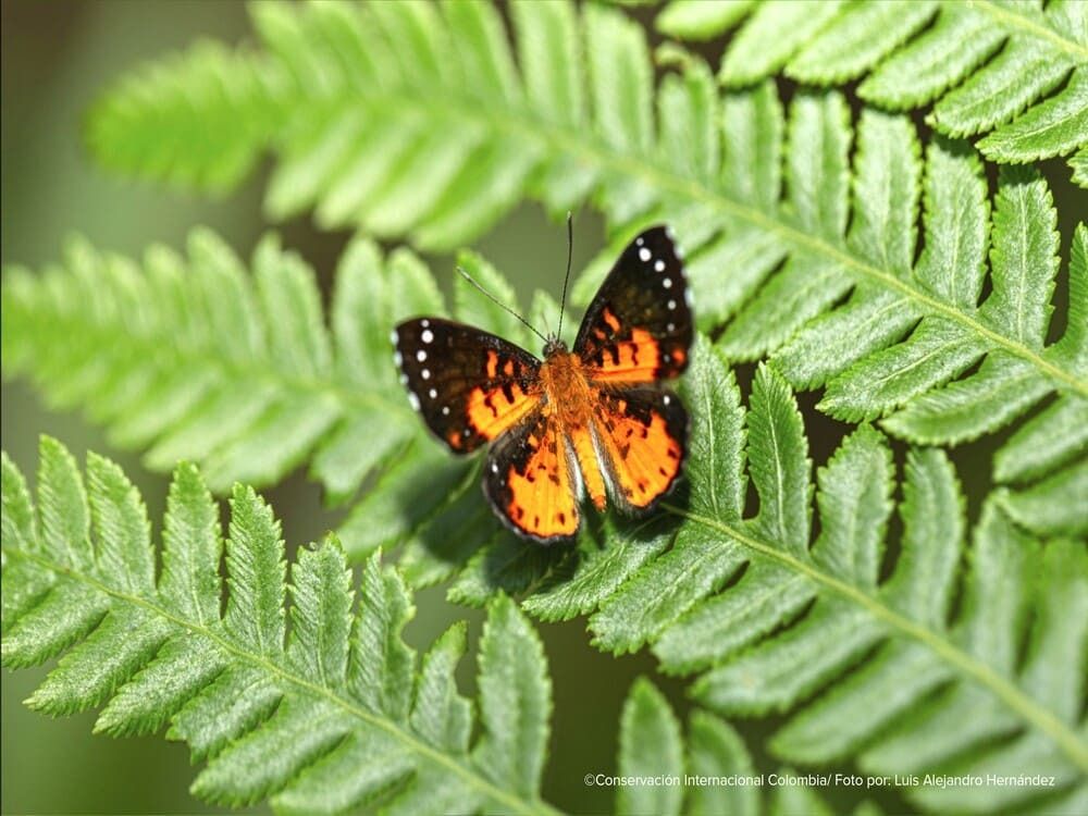 Colombia brilló en el mundial de mariposas. Cerca de 509 especies fueron observadas por cerca de 200 colombianos