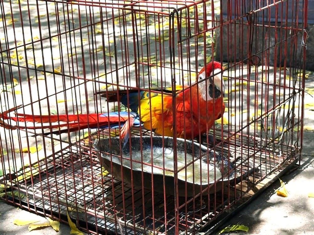 La CAR rescata siete animales de fauna silvestre en Girardot y Sasaima utilizados como «atractivos turísticos»