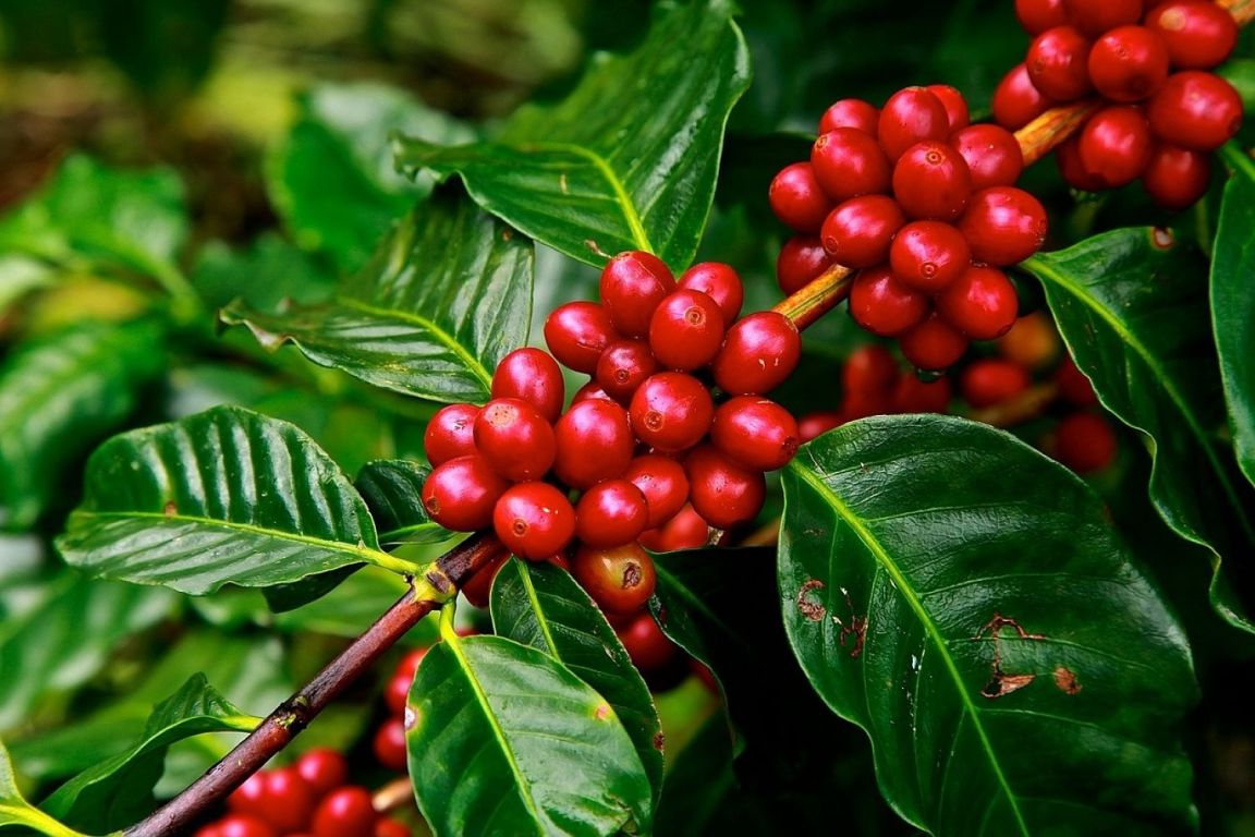 Apoyo a caficultores anuncia presidente del Banco Agrario de Colombia