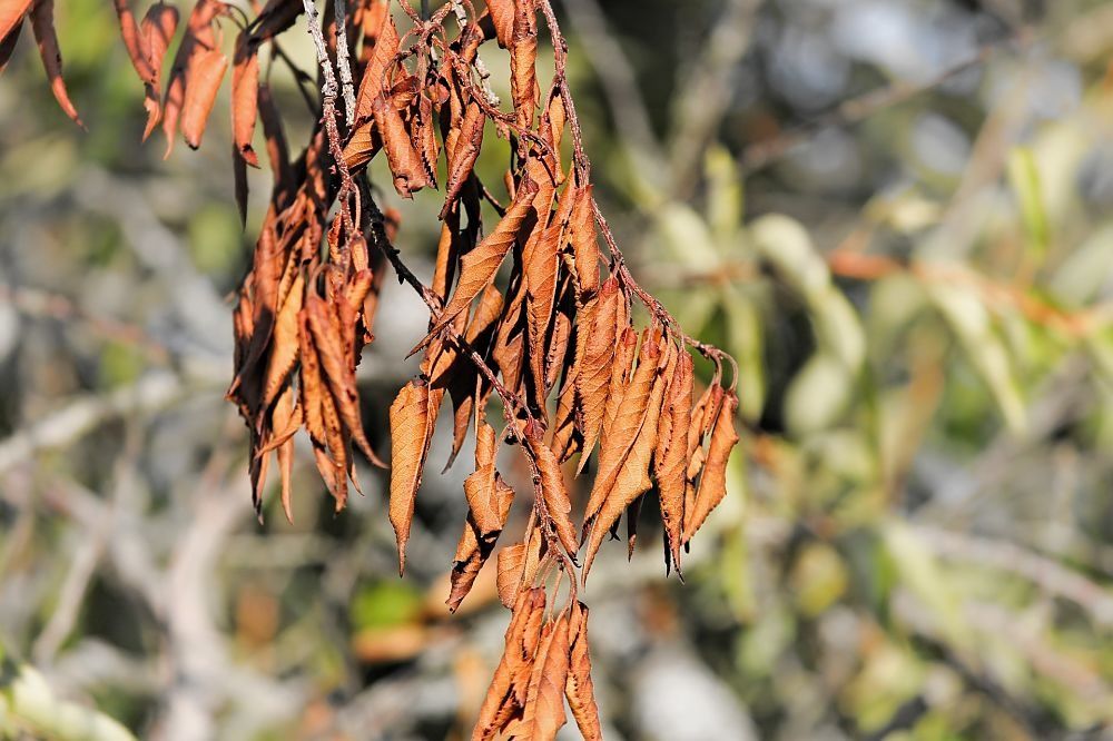 Dos mil árboles sembrados por la CAR murieron por las altas temperaturas